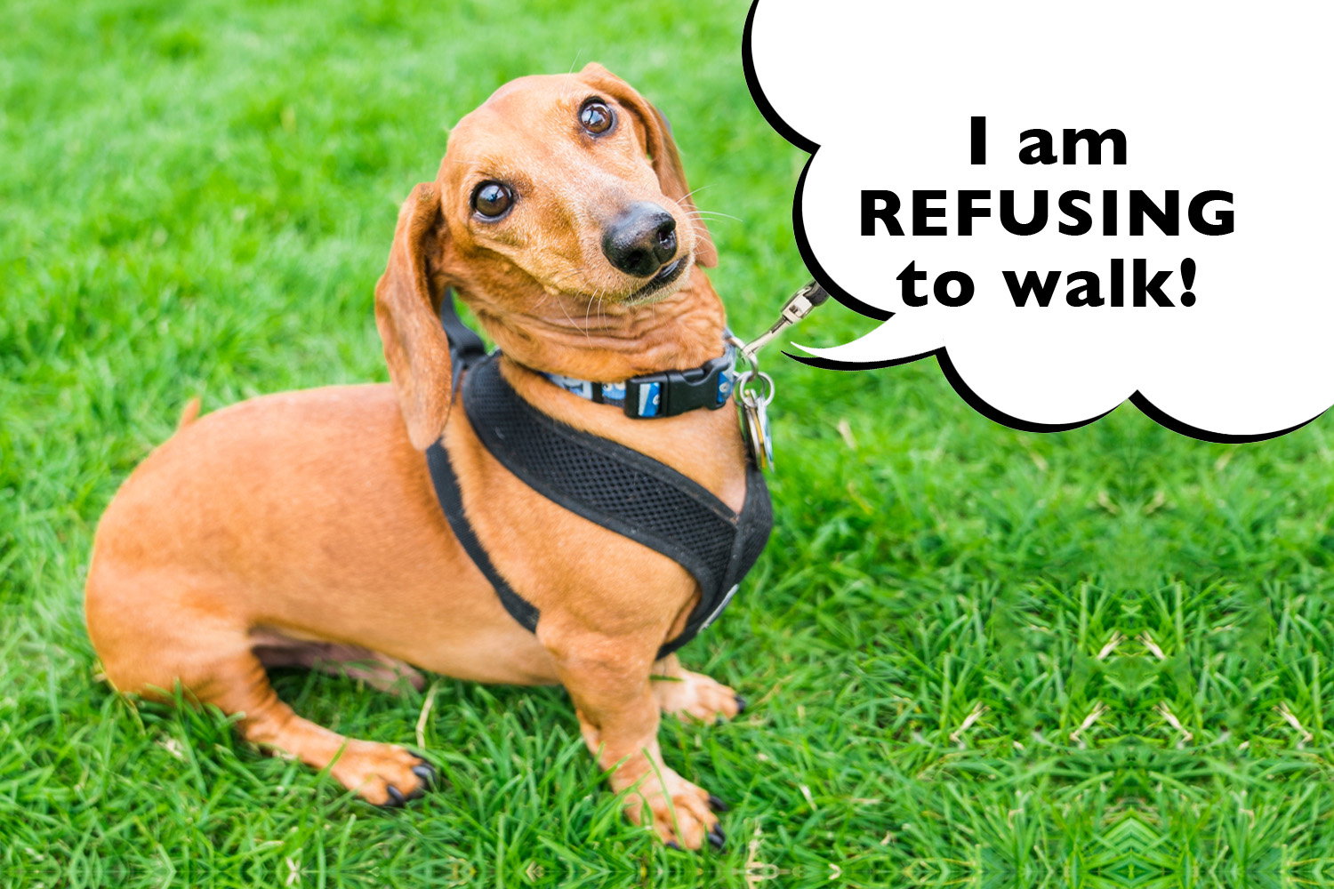 can dachshunds go off leash
