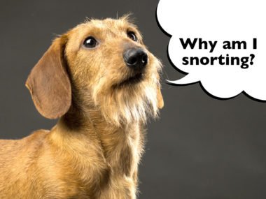 dachshund reverse sneeze
