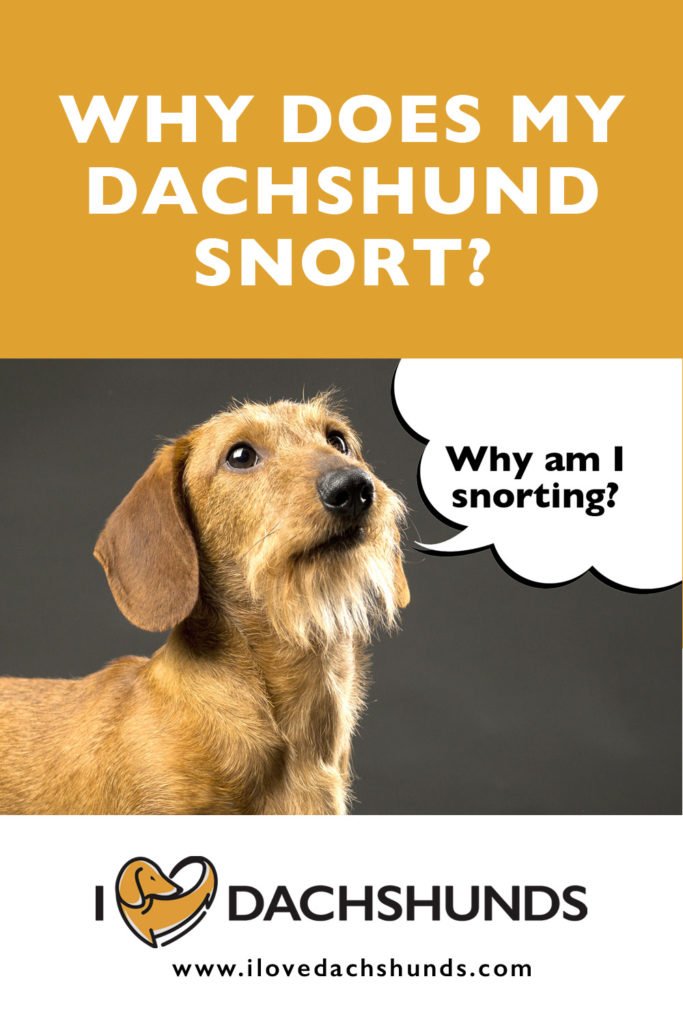 why does my dachshund snort