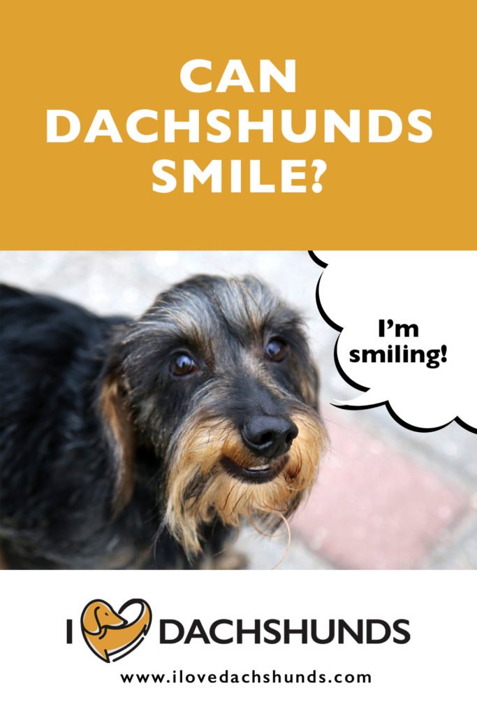 can dachshunds smile