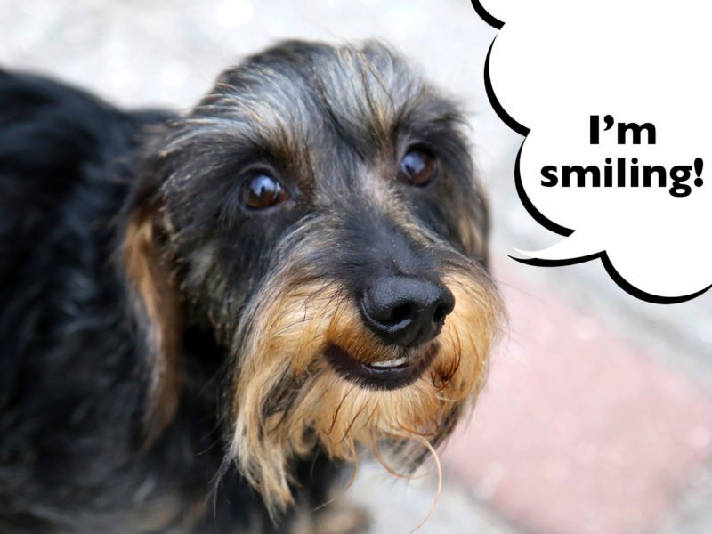 dachshund smiling