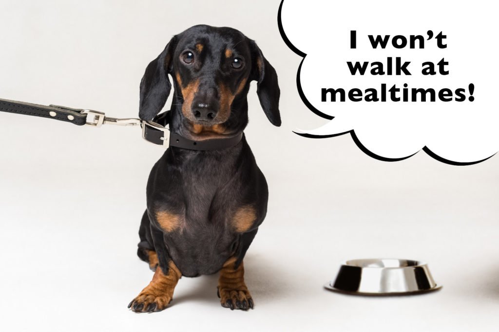 Dachshund refusing to walk near mealtimes