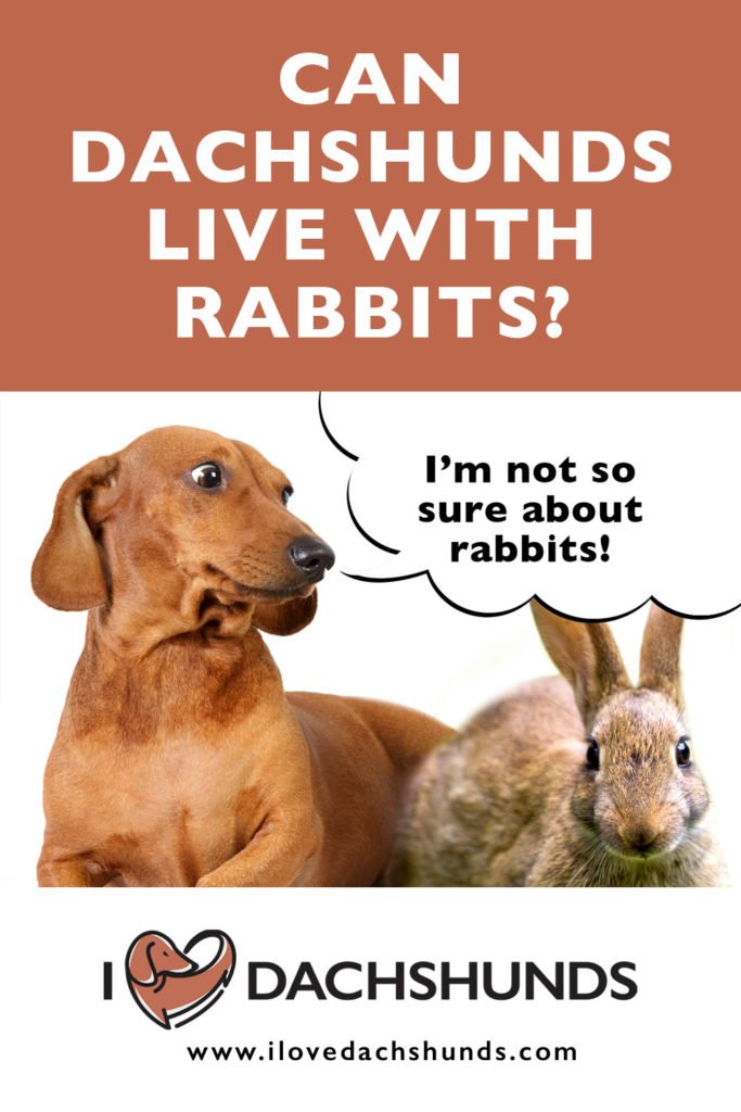 Can dachshunds live with rabbits