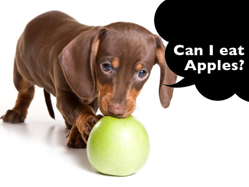 can dachshunds eat apples