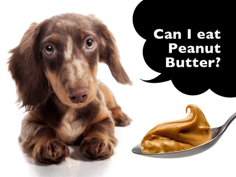 can dachshunds eat peanut butter