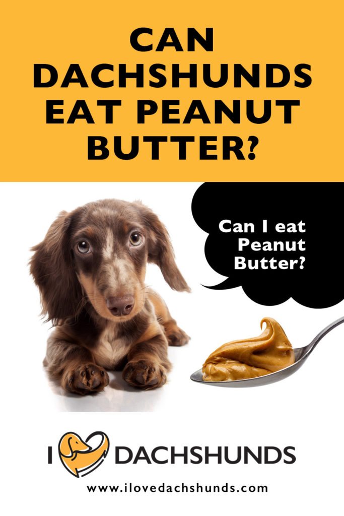 Can Dachshunds Eat Peanut Butter?