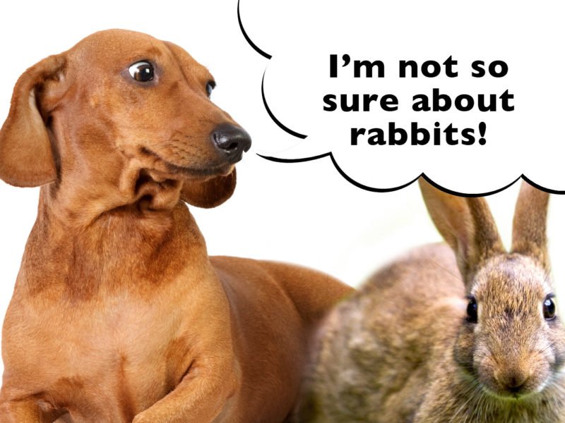 can dachshunds live with rabbits