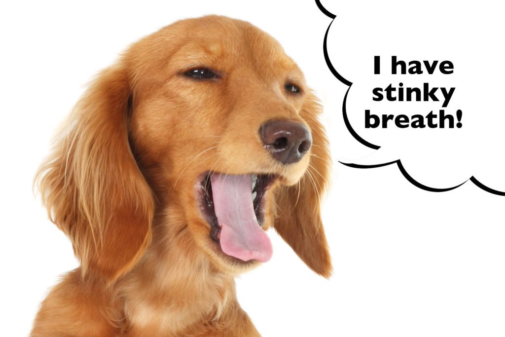 dachshund bad breath