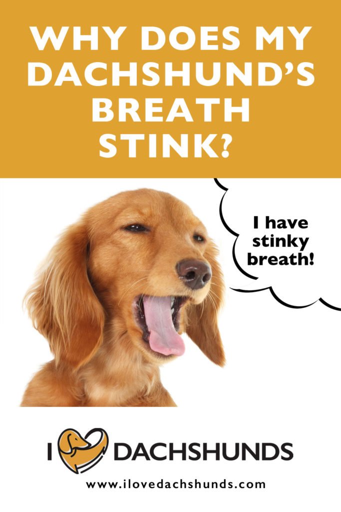 Why Does My Dachshund's Breath Stink?