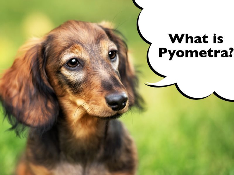 dachshund female pyometra