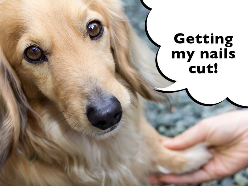 dachshund getting nails cut
