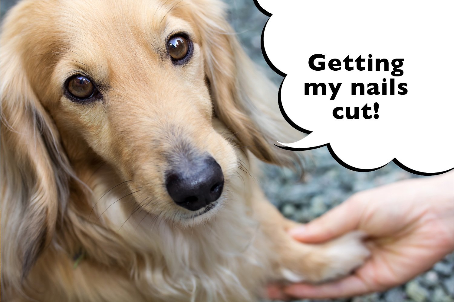 How You Can Safely Clip Your Dog's Nails At Home With This One Hilarious  Trick