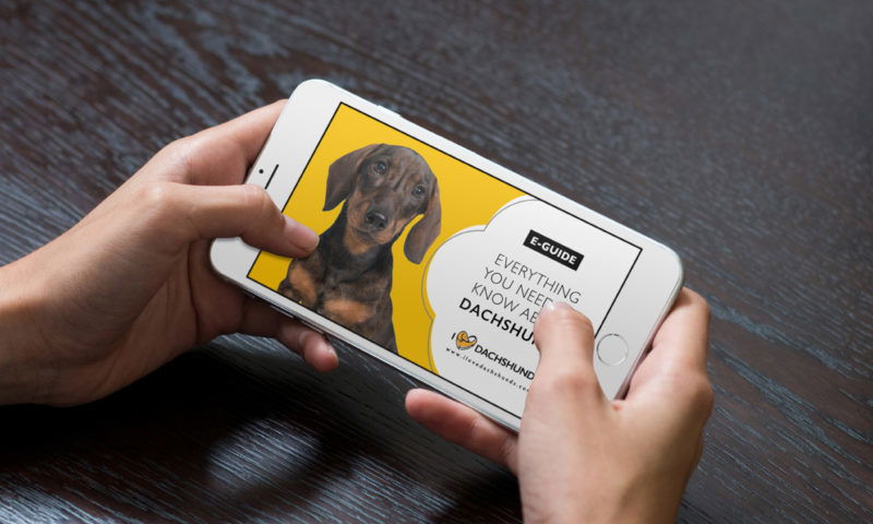 Everything You Need To Know About Dachshunds E-Guide - I Love Dachshunds