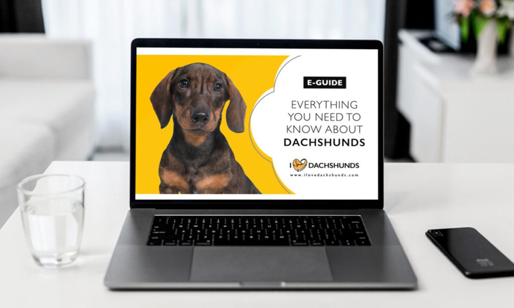 Everything you need to know about dachshunds guide testimonial