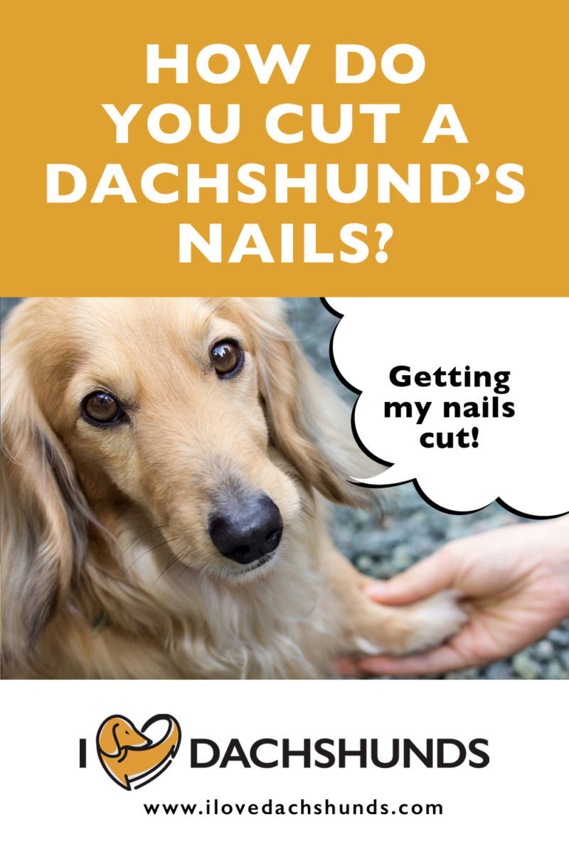 How Do You Cut A Dachshund’s Nails? - I Love Dachshunds