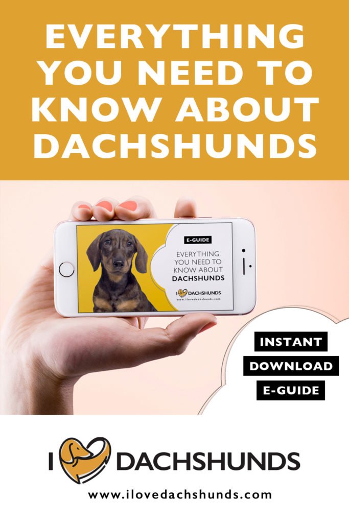 Everything you need to know about dachshunds