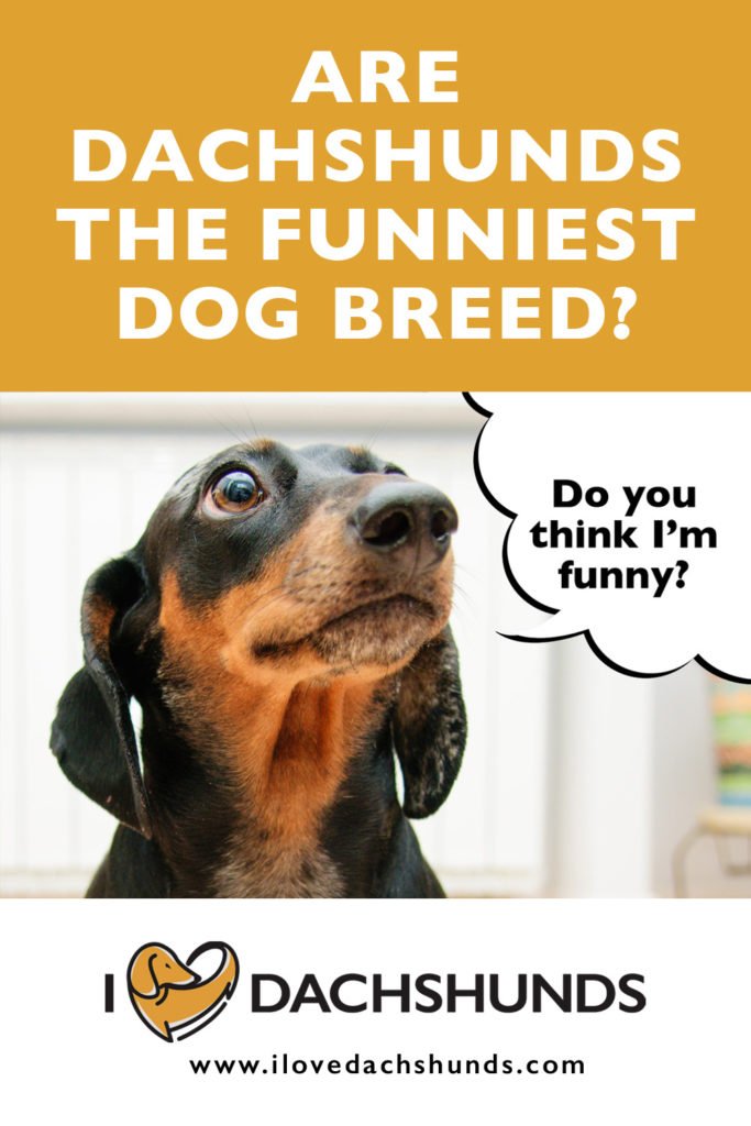 Are Dachshunds The Funniest Dog Breed?