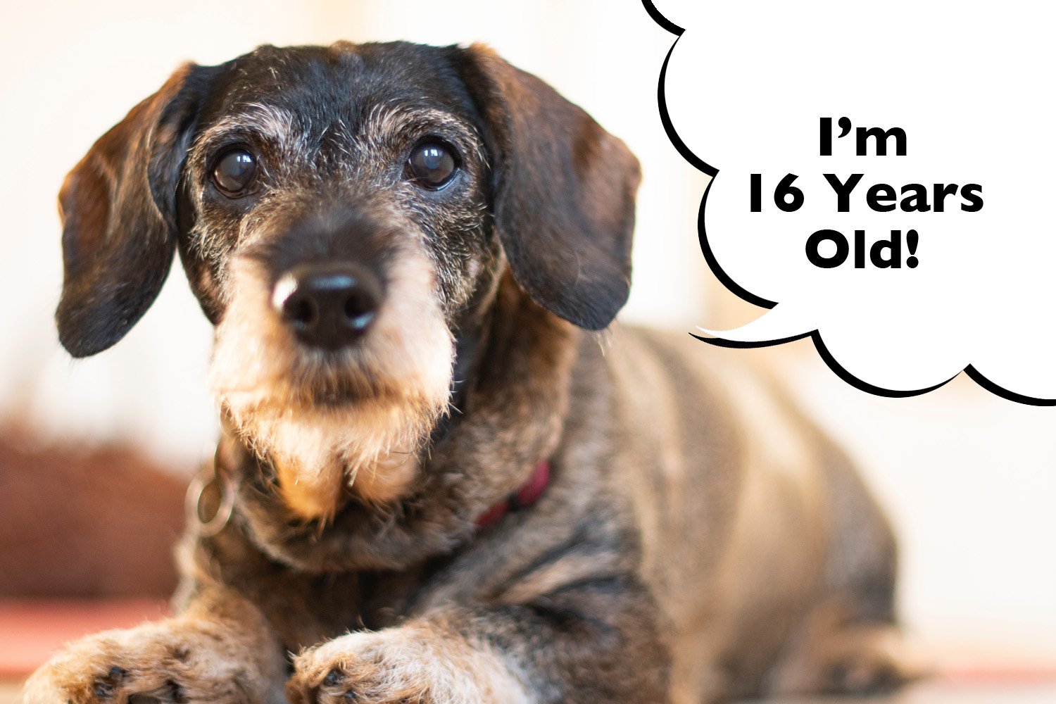What Is The Life Expectancy Of A Dachshund?