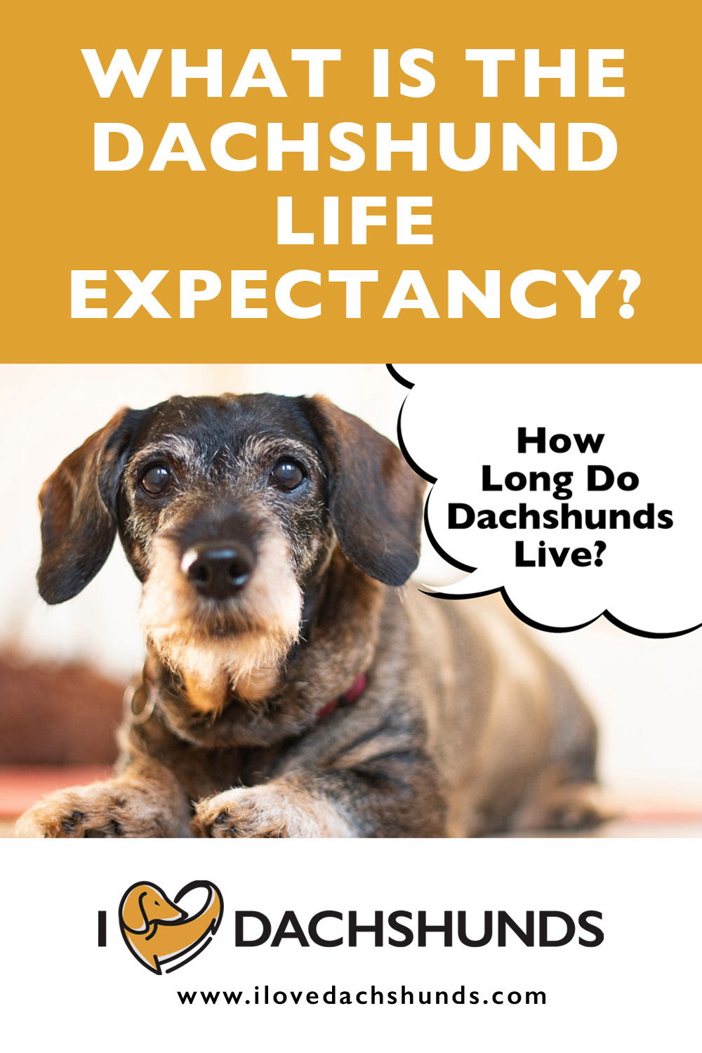 What Is The Life Expectancy Of A Dachshund? - I Love Dachshunds