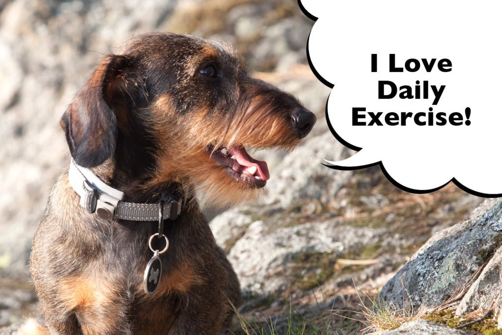 Dachshund doing daily exercise to help improve life expectancy