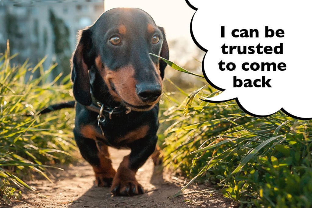 How Do You Teach a Dachshund to Recall? Dachshund off leash and coming to call on a walk