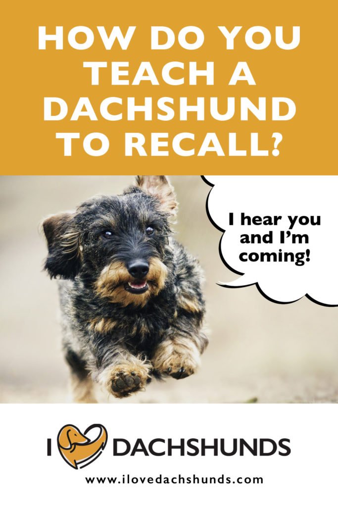 How do you teach a Dachshund to recall?