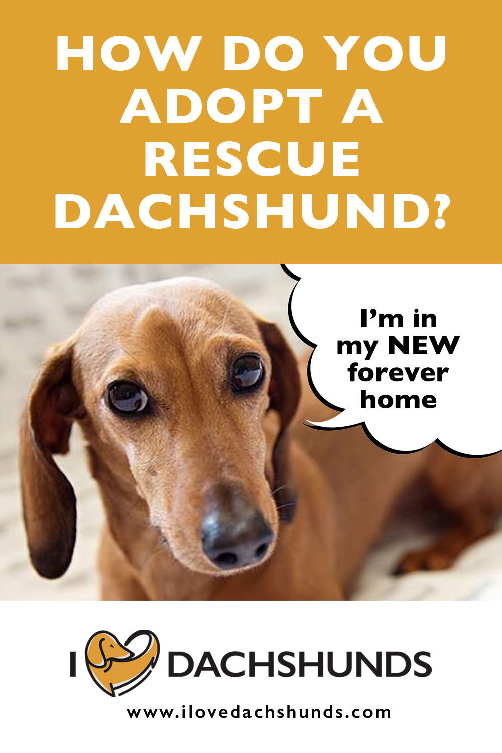 How Do You Adopt A Rescue Dachshund? - I Love Dachshunds