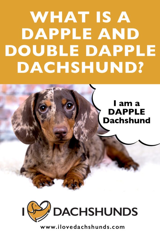 What is a dapple and double dapple Dachshund?