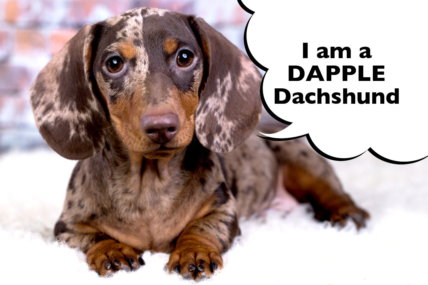 What Is A Dapple Dachshund? - I Love Dachshunds