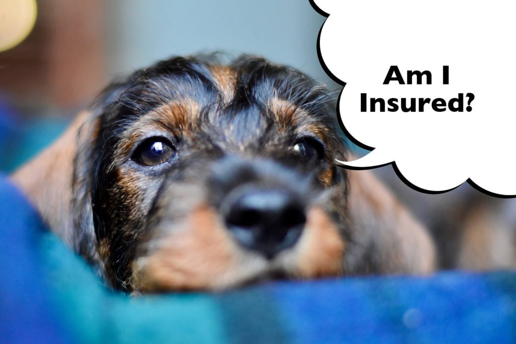 A Dachshund insured with a Lifetime Cover policy