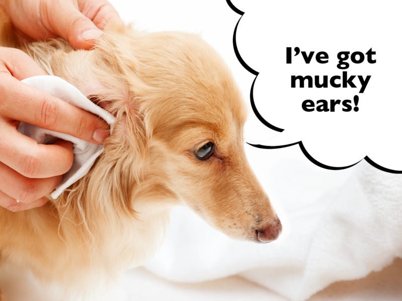How to clean a Dachshund's ears