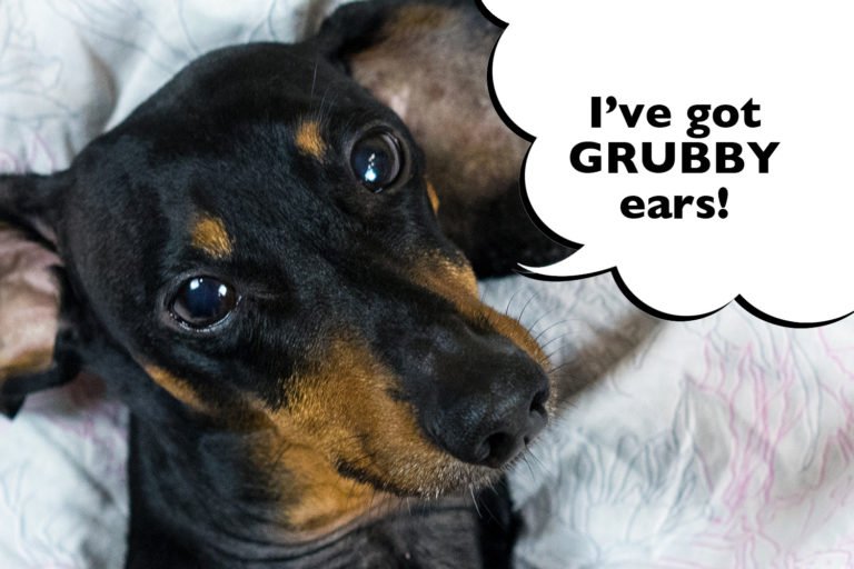 How Do You Clean A Dachshund’s Ears? I Love Dachshunds