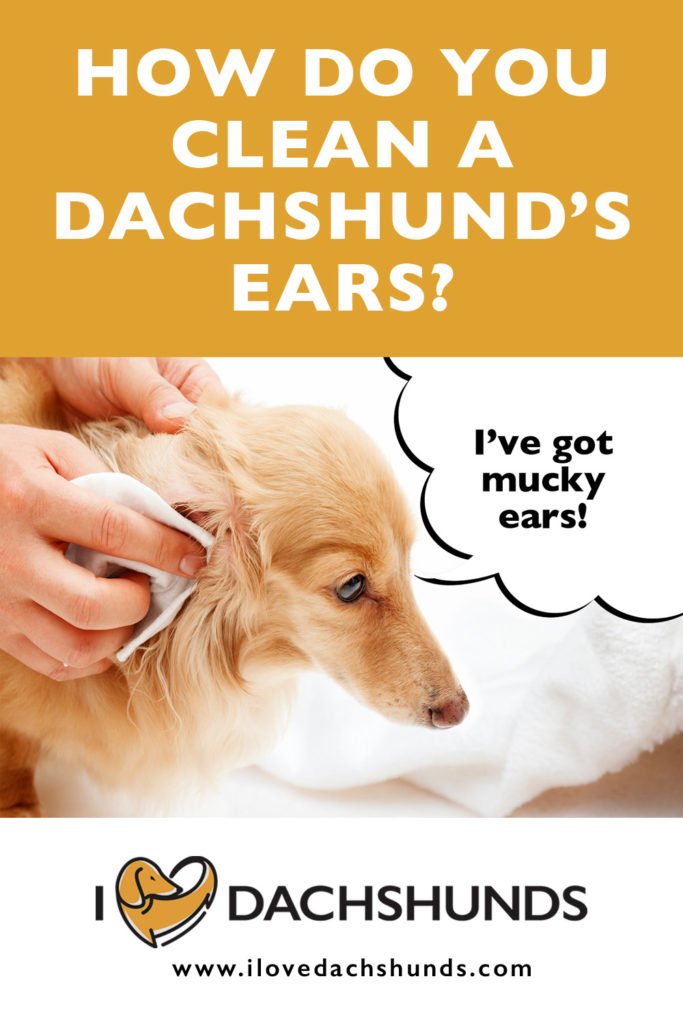 How Do You Clean A Dachshund's Ears
