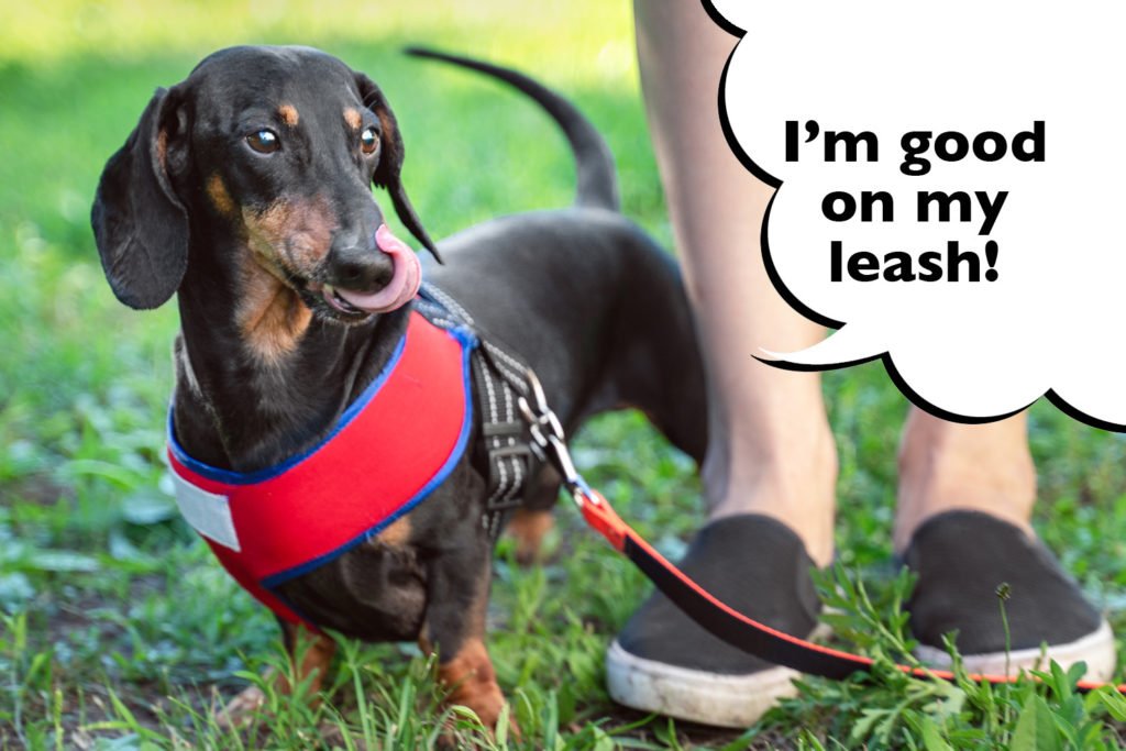 Dachshund doing leash training with his owner