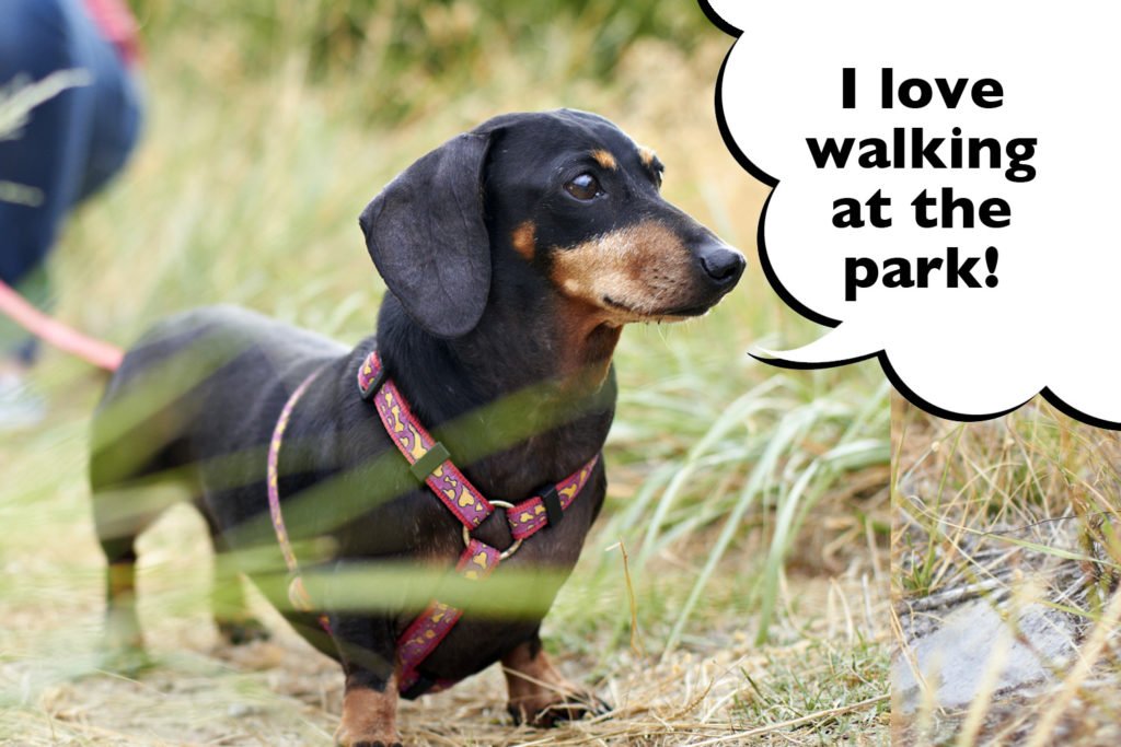 Dachshund walking on leash at the park with his owner