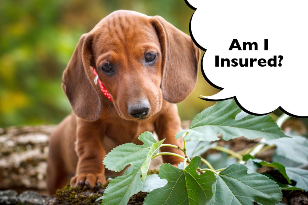 What does pet insurance cover a Dachshund for?