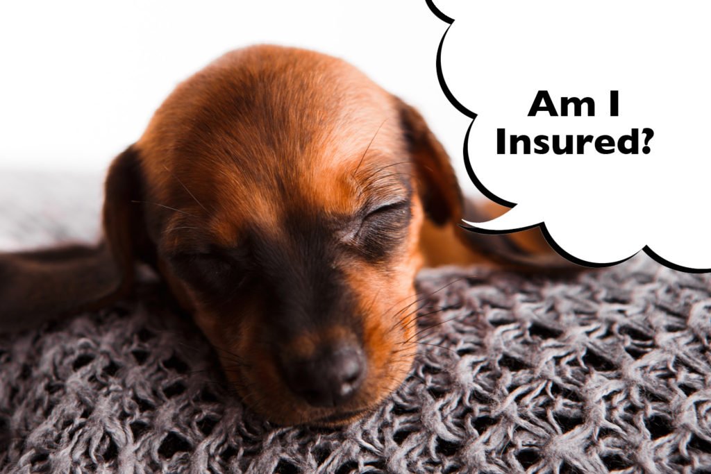dachshund pet insurance