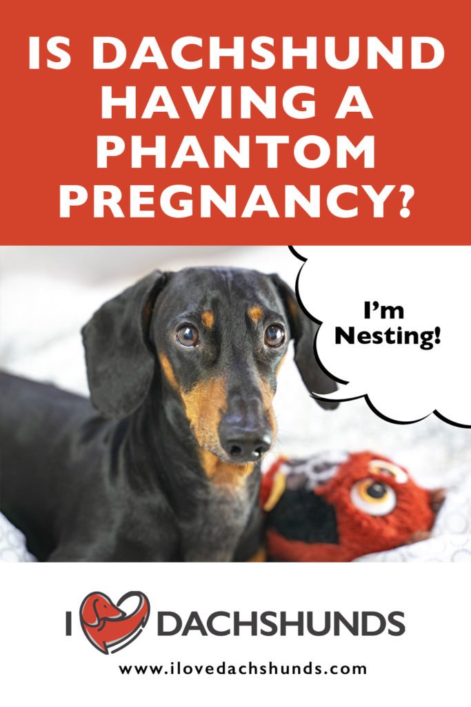 Is My Dachshund Having A Phantom Pregnancy?