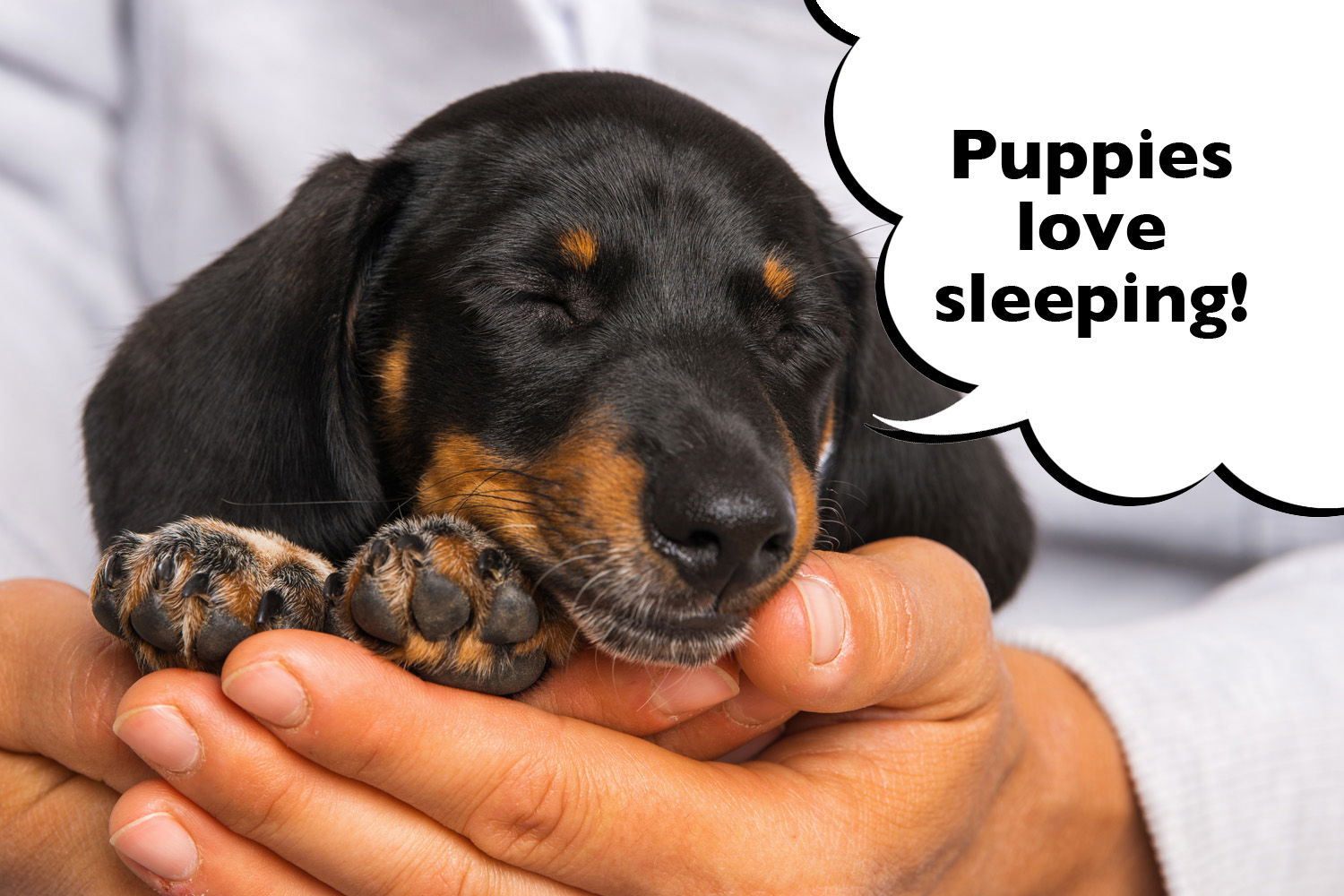 why-do-dachshunds-sleep-so-much-doxie-sleeping-habits-bark-how