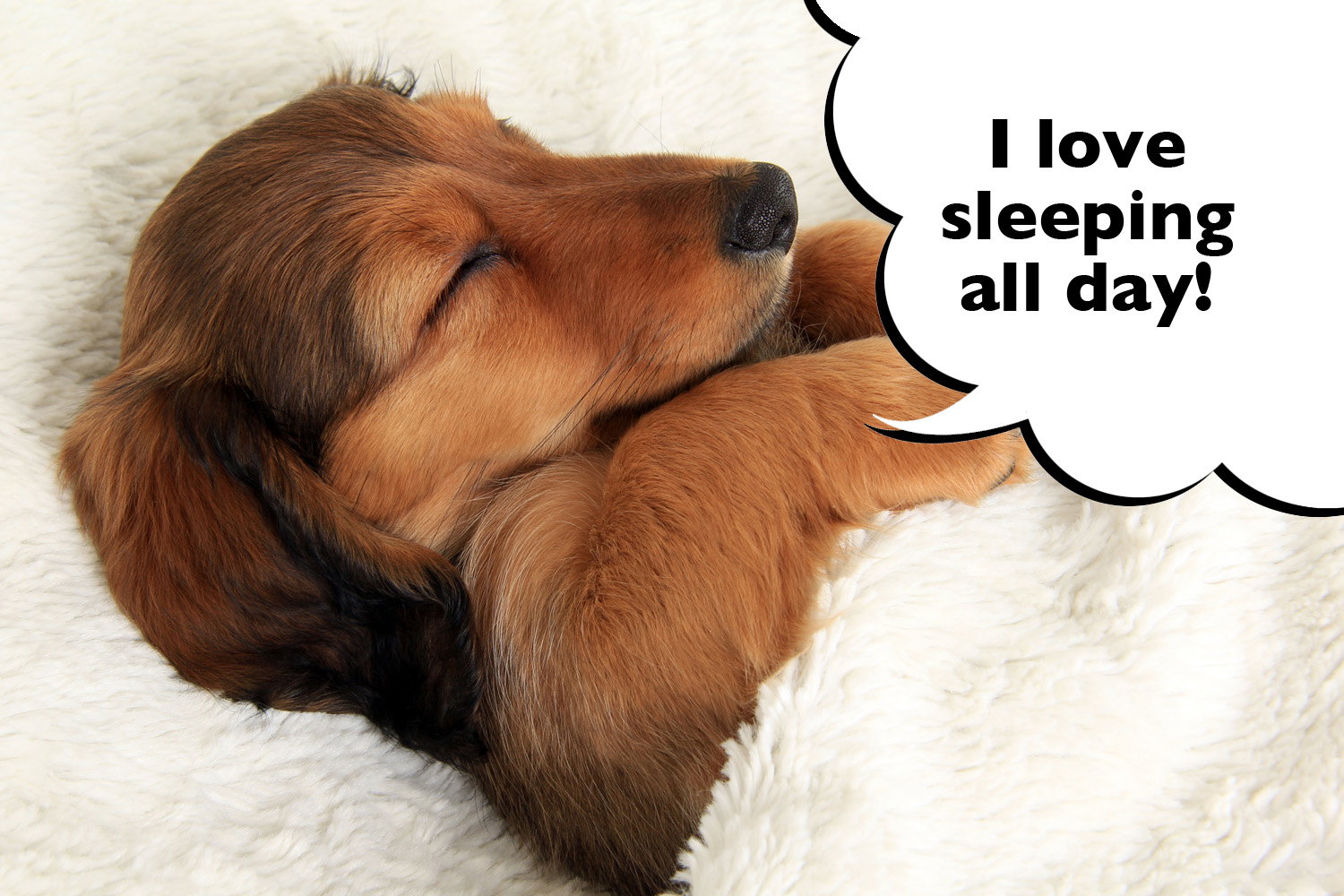 what do dachshund like to sleep on