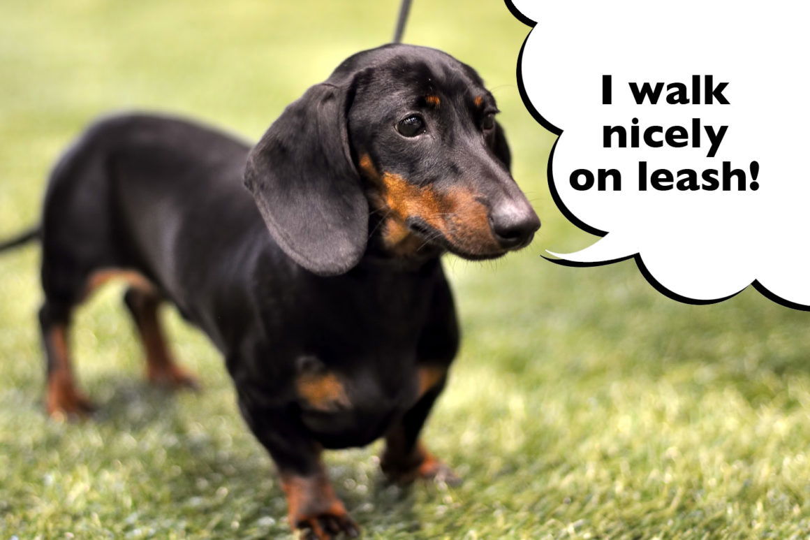 How To Reduce The Risk Of IVDD In Dachshunds - I Love Dachshunds