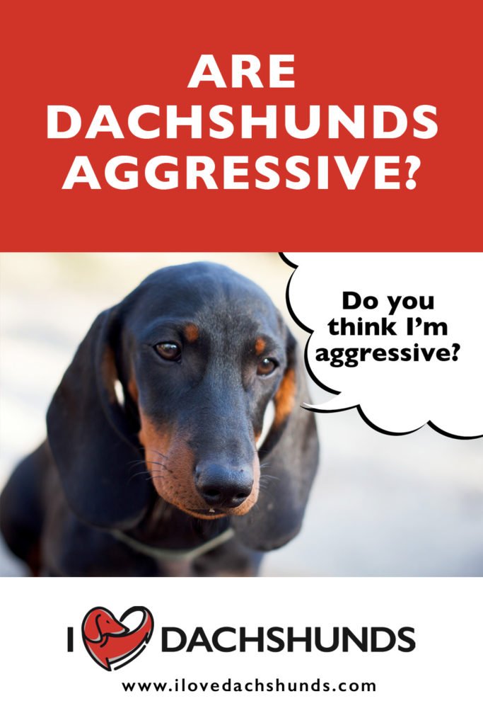 Are Dachshunds Aggressive?