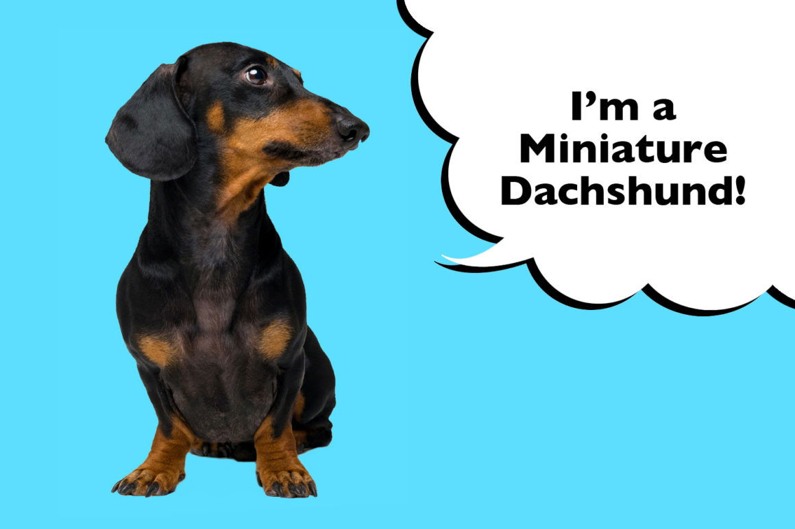 What Is The History Of A Dachshund? - I Love Dachshunds