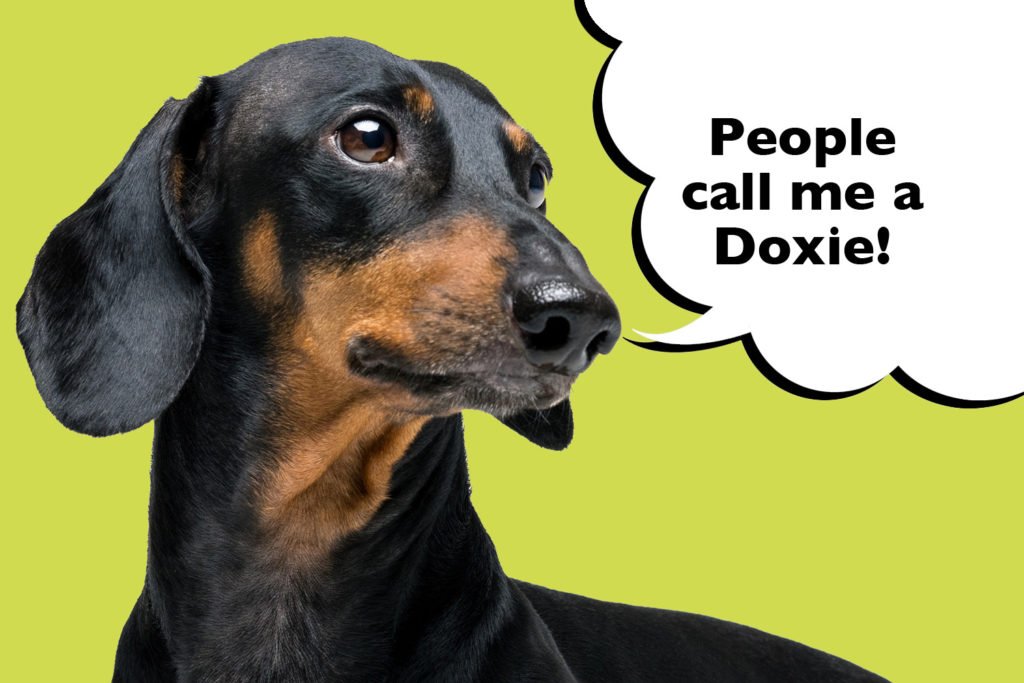 How do you pronounce the word Dachshund? Dachshund with the nickname 'Doxie'