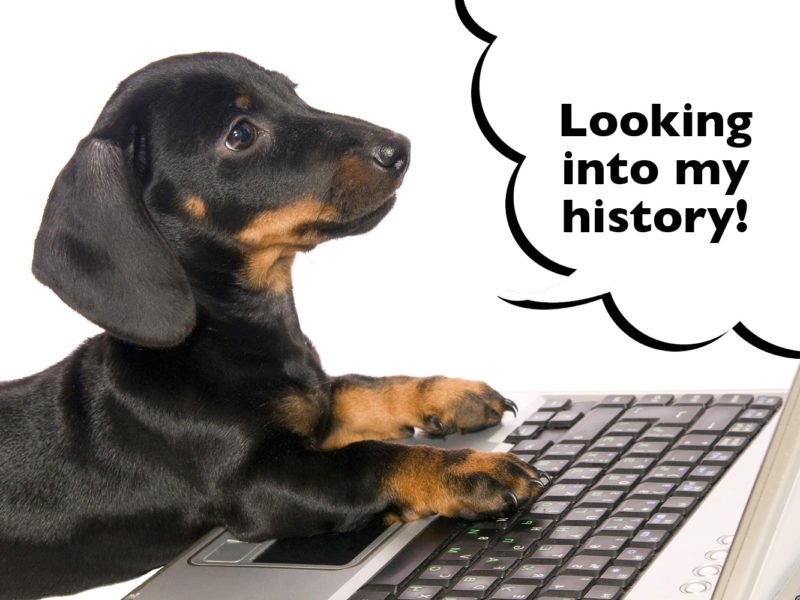 Dachshund history of the breed