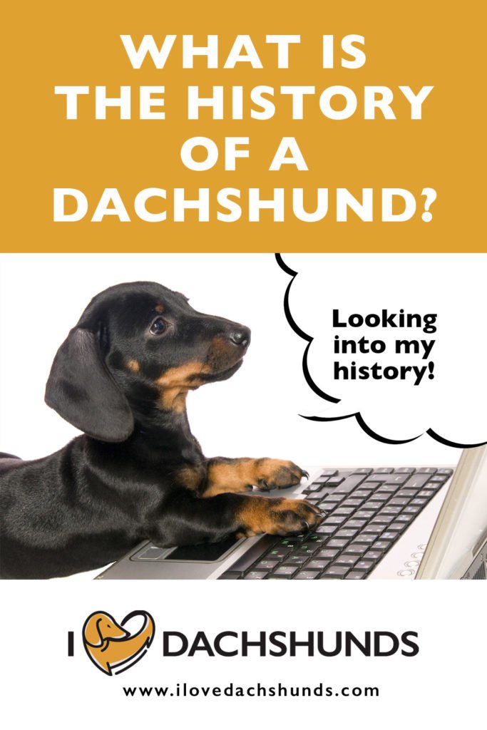 What is the history of a Dachshund