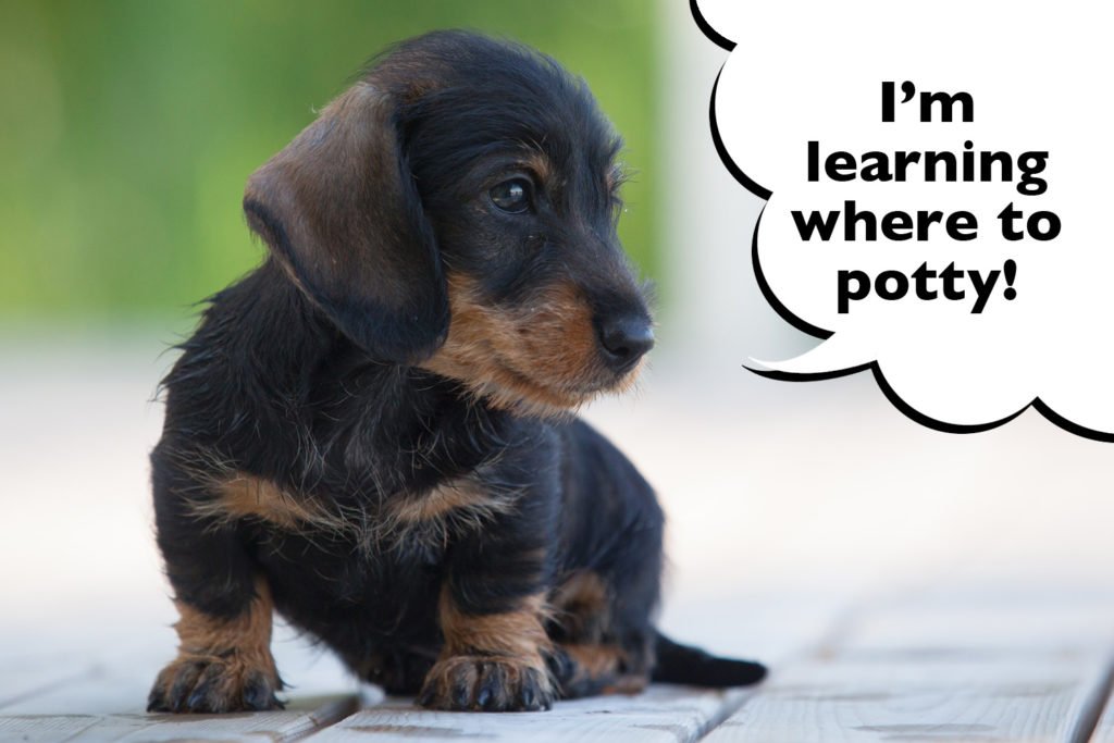Dachshund puppy learning to do potty training