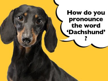 How to pronounce the word Dachshund
