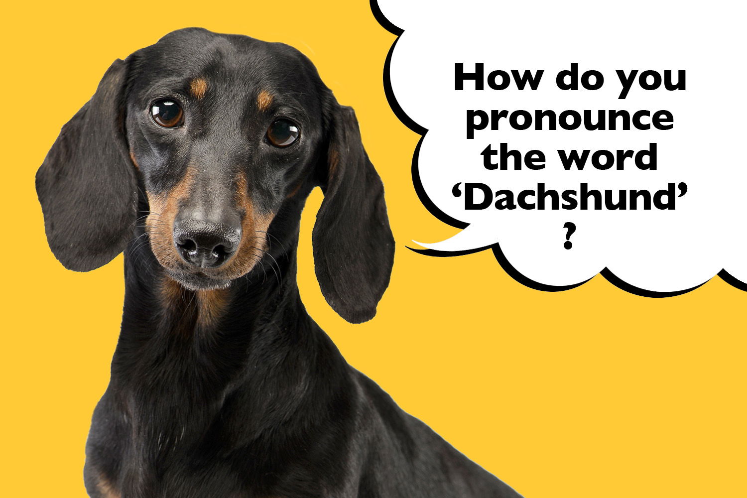 How Do You Pronounce The Word Dachshund I Love Dachshunds