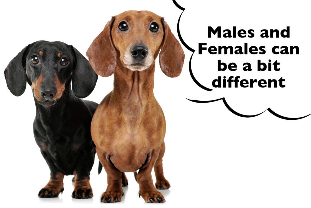 Difference in personality of male and female Dachshunds